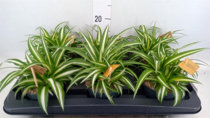 <h4>Chlorophytum com. 'Variegatum'</h4>