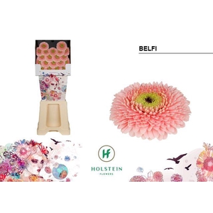 Germini Pomponi Belfi Diamond