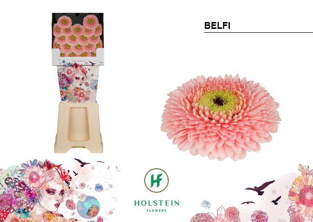 <h4>Germini Pomponi Belfi Diamond</h4>