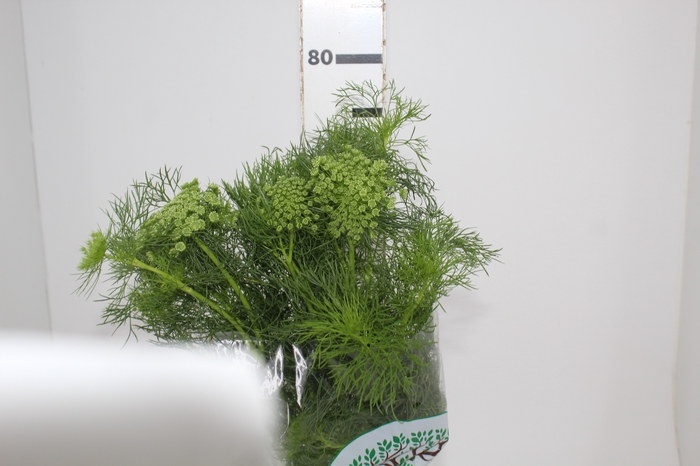 <h4>AMMI MAJUS 060 CM</h4>