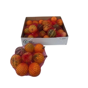 Cucurbita pepo