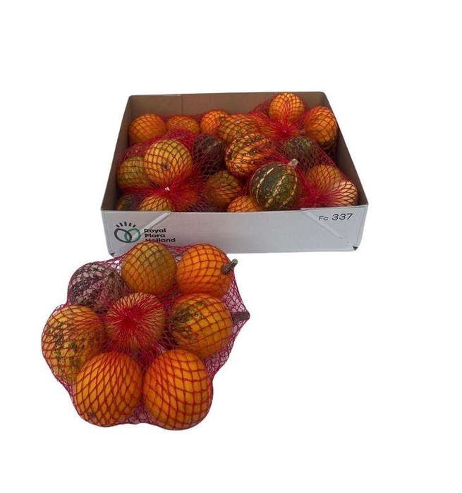 <h4>Cucurbita pepo</h4>