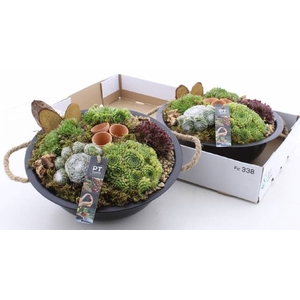 ARR SEMPERVIVUM