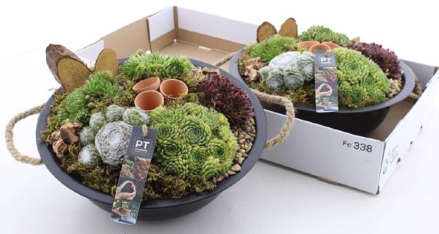 <h4>ARR SEMPERVIVUM</h4>