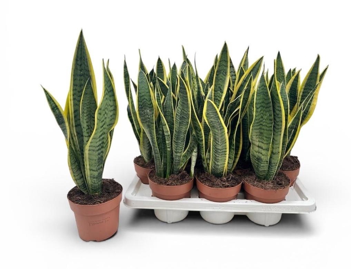 <h4>SANSEV LAURENTII</h4>