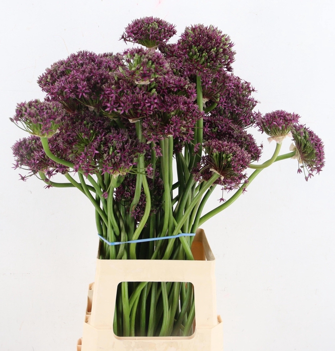 <h4>ALLIUM  MIAMI</h4>