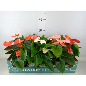 Anthurium   ...mix 4