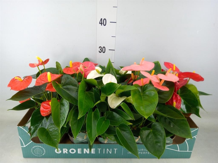 <h4>Anthurium ...mix 4</h4>