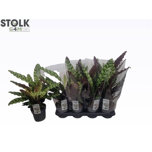 Calathea Lancifolia 14Ø 45cm