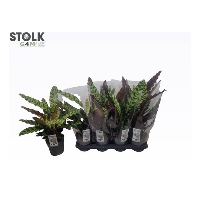 <h4>Calathea Lancifolia 14Ø 50cm</h4>