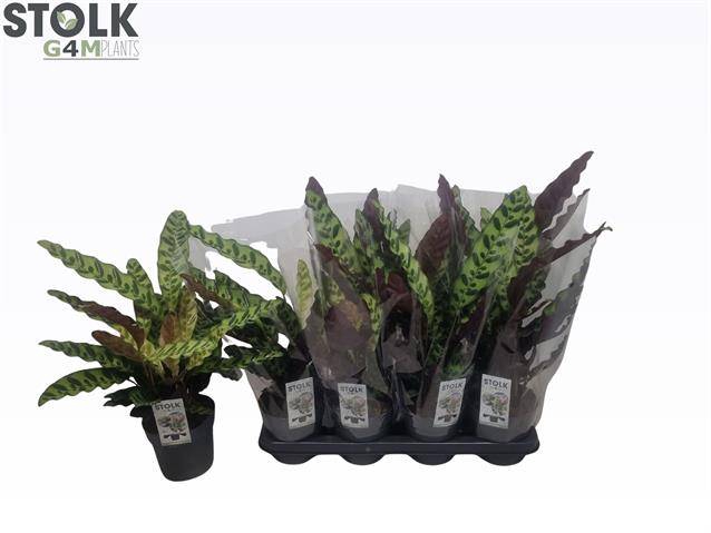 Calathea Lancifolia 14Ø 45cm