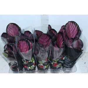CALATHEA ROSEA PICTA CRIMSON P12