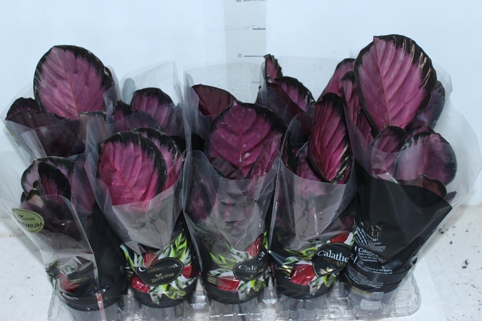 <h4>CALATHEA ROSEA PICTA CRIMSON P12</h4>