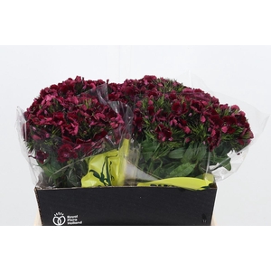 Di Barb Kiw Dark Red