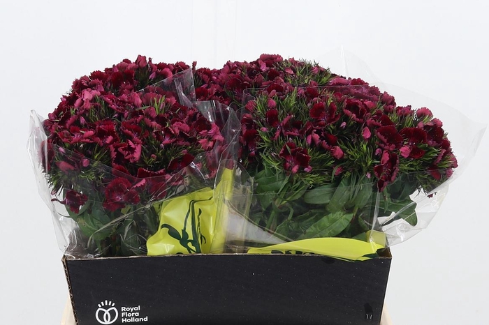 <h4>Di Barb Kiw Dark Red</h4>