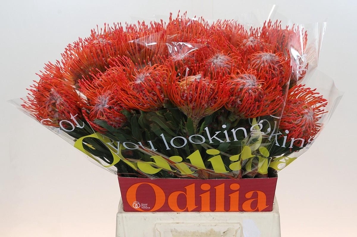 <h4>Nutans Tango</h4>