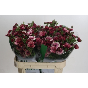 Ranunculus Magical Raspberry