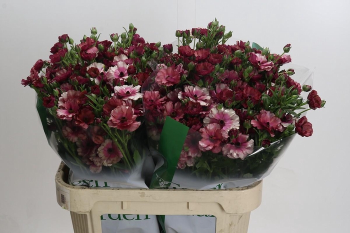<h4>Ranunculus Magical Raspberry</h4>