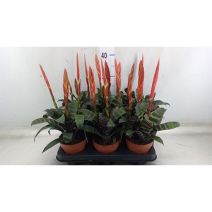 Vriesea  'Era'