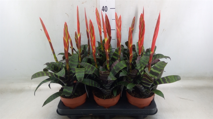 <h4>Vriesea  'Era'</h4>
