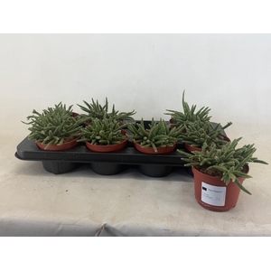 RHIPSALIS BACCIFERA