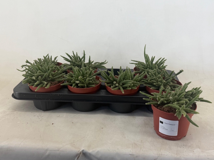 <h4>RHIPSALIS BACCIFERA</h4>