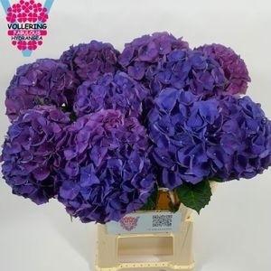 <h4>HYDR M FA ANNE</h4>