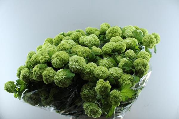 <h4>Viburnum Roseum St L100 6 Bal</h4>