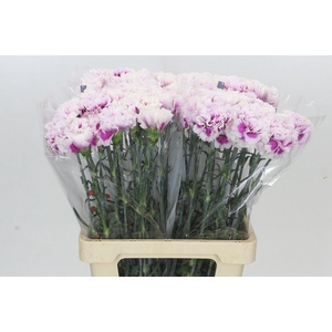 Dianthus St Laura