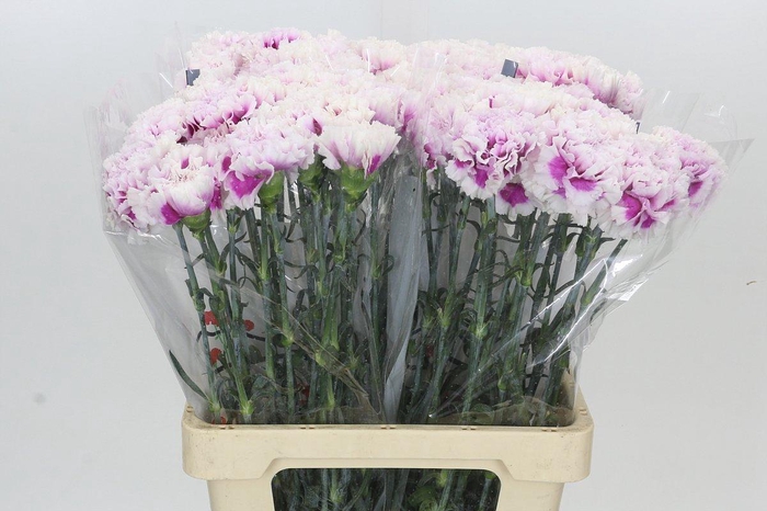 <h4>Dianthus St Laura</h4>