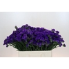 Limonium Navy Sun Birds
