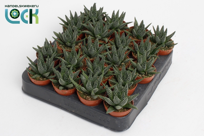<h4>Haworthia Margaritifera</h4>