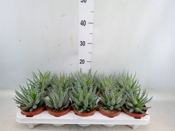 <h4>Aloe humilis</h4>