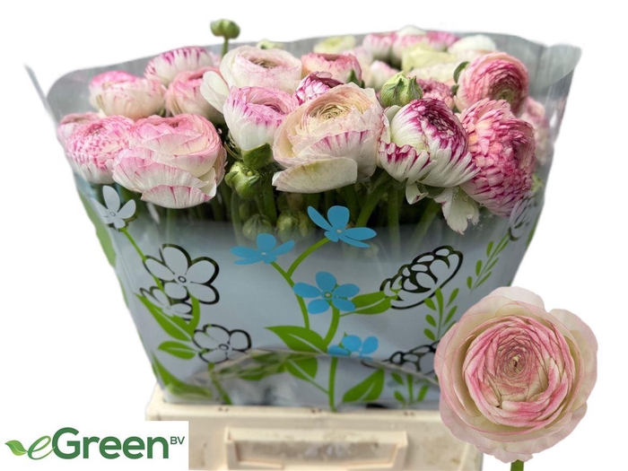 <h4>Ran Aazur Pi Stripe</h4>