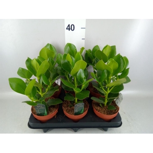 Clusia rosea 'Princess'