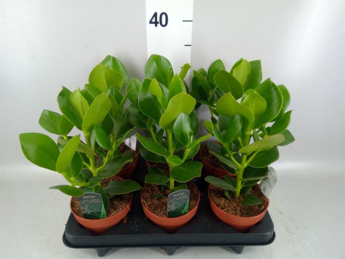 <h4>Clusia rosea 'Princess'</h4>