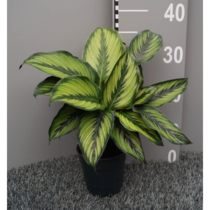 Calathea Beautystar