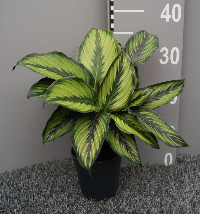 <h4>Calathea Beautystar</h4>