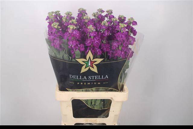 <h4>MATTH IRON PURPLE</h4>