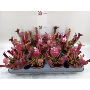 Sarracenia   ...