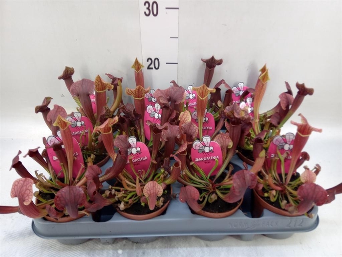 <h4>Sarracenia   ...</h4>