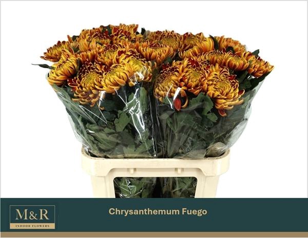 <h4>CHR G FUEGO</h4>