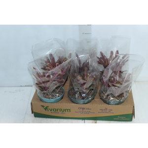 BROMELIA FIREBALL P14