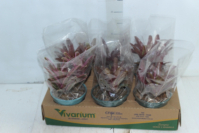 <h4>BROMELIA FIREBALL P14</h4>