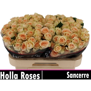 R TR SANCERRE
