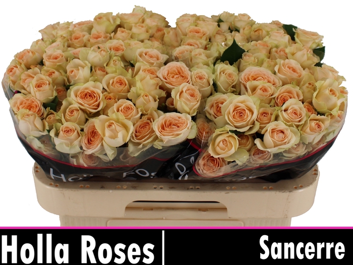 Sancerre
