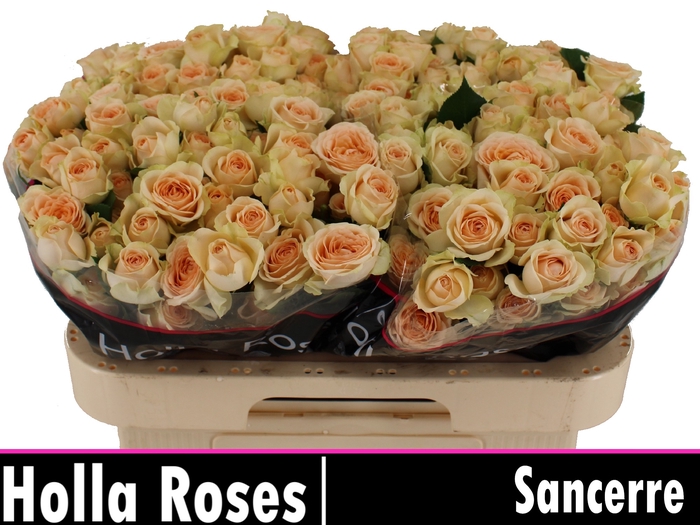 Sancerre