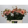 Dahlia Striped Nagano