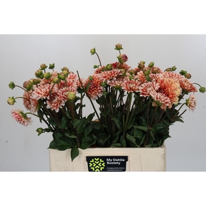 Dahlia Striped Nagano