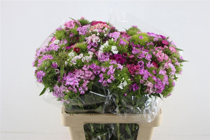 <h4>Di Barb Rainbow Mix</h4>